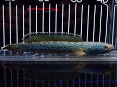 画像4: 【淡水魚】【通販】極上個体 究極極青 No2 チャンナ sp パルダリス【個体販売】(±15cm)(生体)(熱帯魚)NKO (4)
