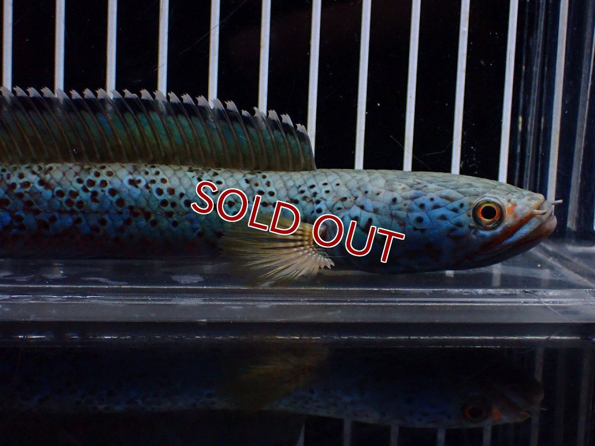 画像5: 【淡水魚】【通販】極上個体 究極極青 No2 チャンナ sp パルダリス【個体販売】(±15cm)(生体)(熱帯魚)NKO (5)