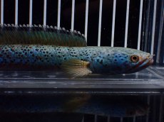 画像5: 【淡水魚】【通販】極上個体 究極極青 No2 チャンナ sp パルダリス【個体販売】(±15cm)(生体)(熱帯魚)NKO (5)