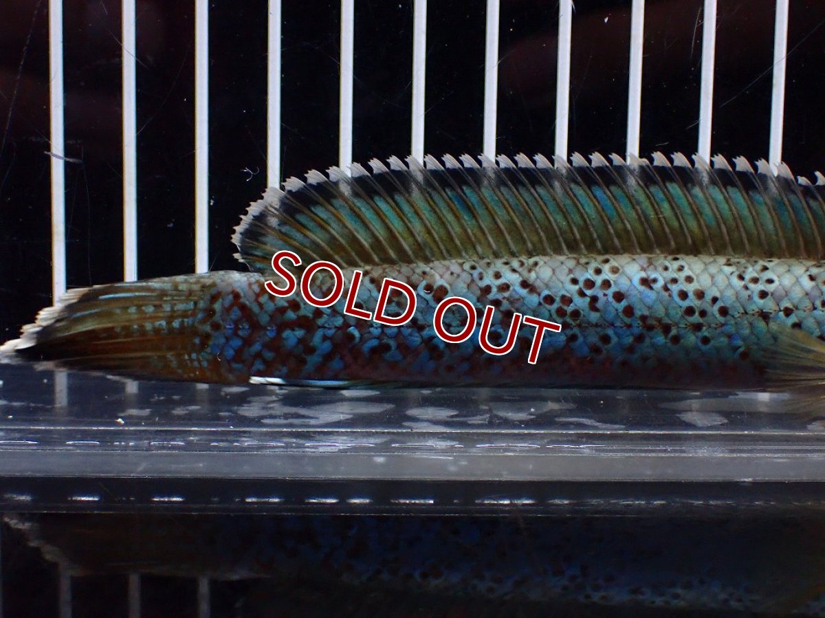 画像6: 【淡水魚】【通販】極上個体 究極極青 No2 チャンナ sp パルダリス【個体販売】(±15cm)(生体)(熱帯魚)NKO (6)