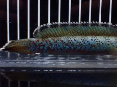 画像6: 【淡水魚】【通販】極上個体 究極極青 No2 チャンナ sp パルダリス【個体販売】(±15cm)(生体)(熱帯魚)NKO (6)