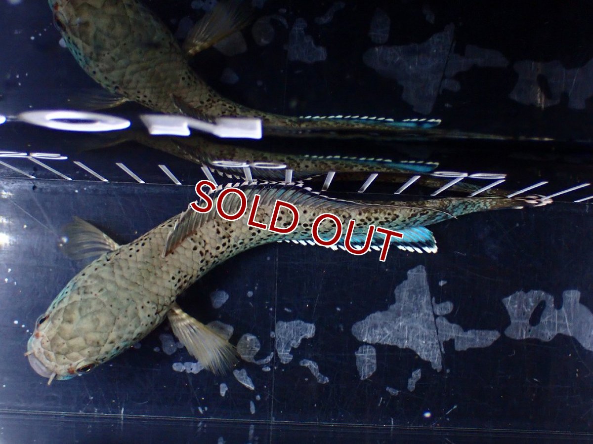 画像7: 【淡水魚】【通販】極上個体 究極極青 No2 チャンナ sp パルダリス【個体販売】(±15cm)(生体)(熱帯魚)NKO (7)