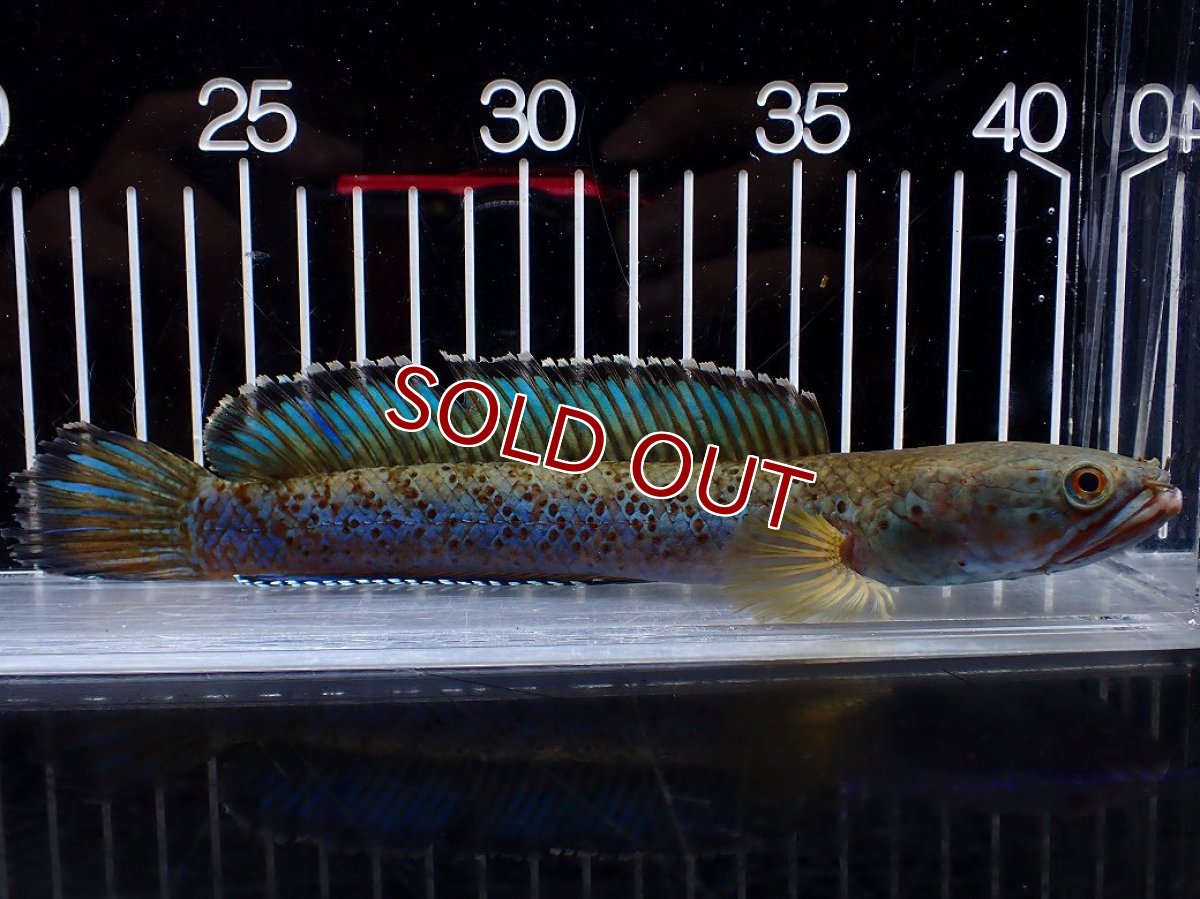 画像1: 【淡水魚】【通販】上物個体 極青 No1 チャンナ sp パルダリス【個体販売】(±20cm)(生体)(熱帯魚)NKO (1)