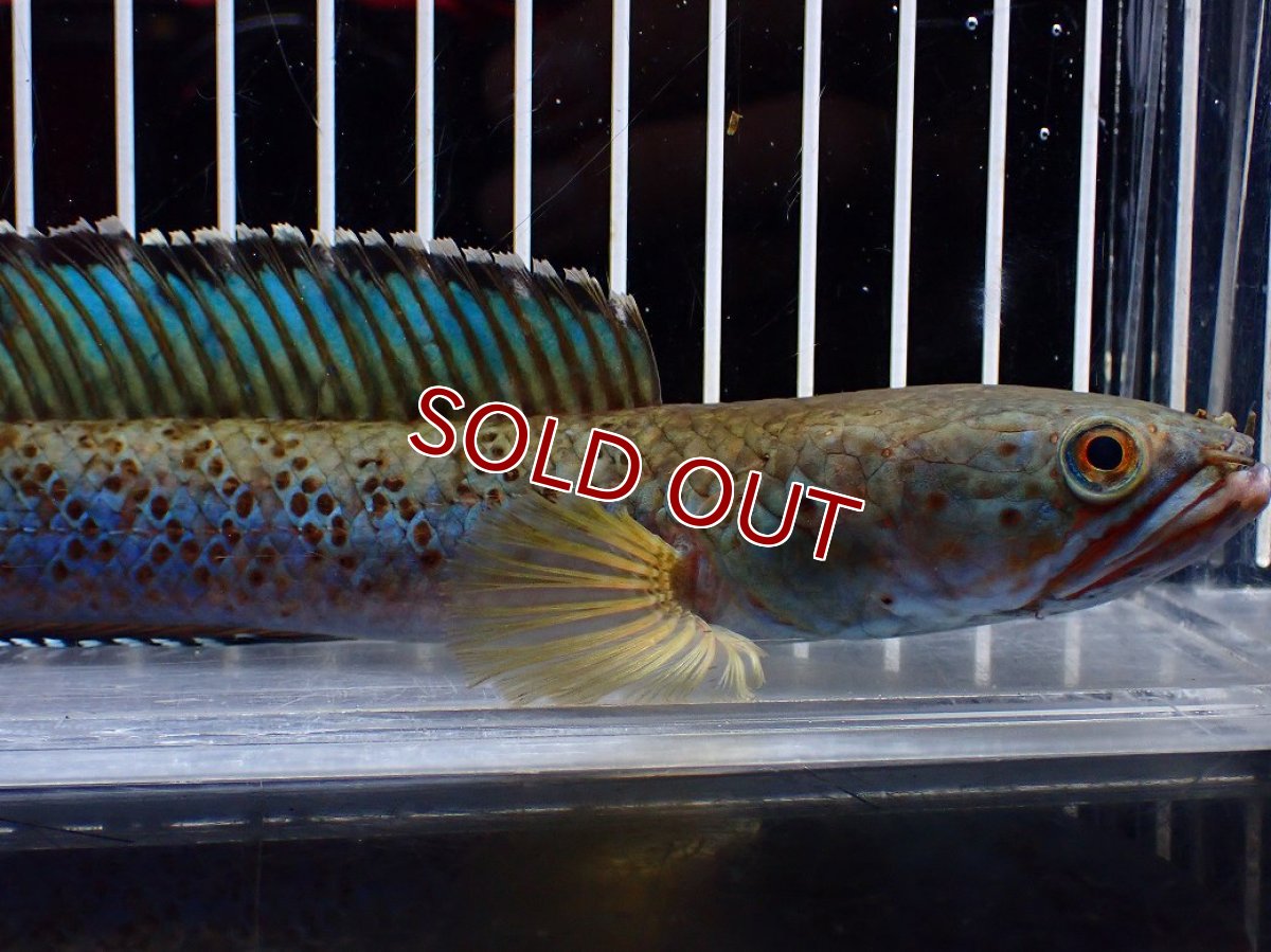 画像2: 【淡水魚】【通販】上物個体 極青 No1 チャンナ sp パルダリス【個体販売】(±20cm)(生体)(熱帯魚)NKO (2)