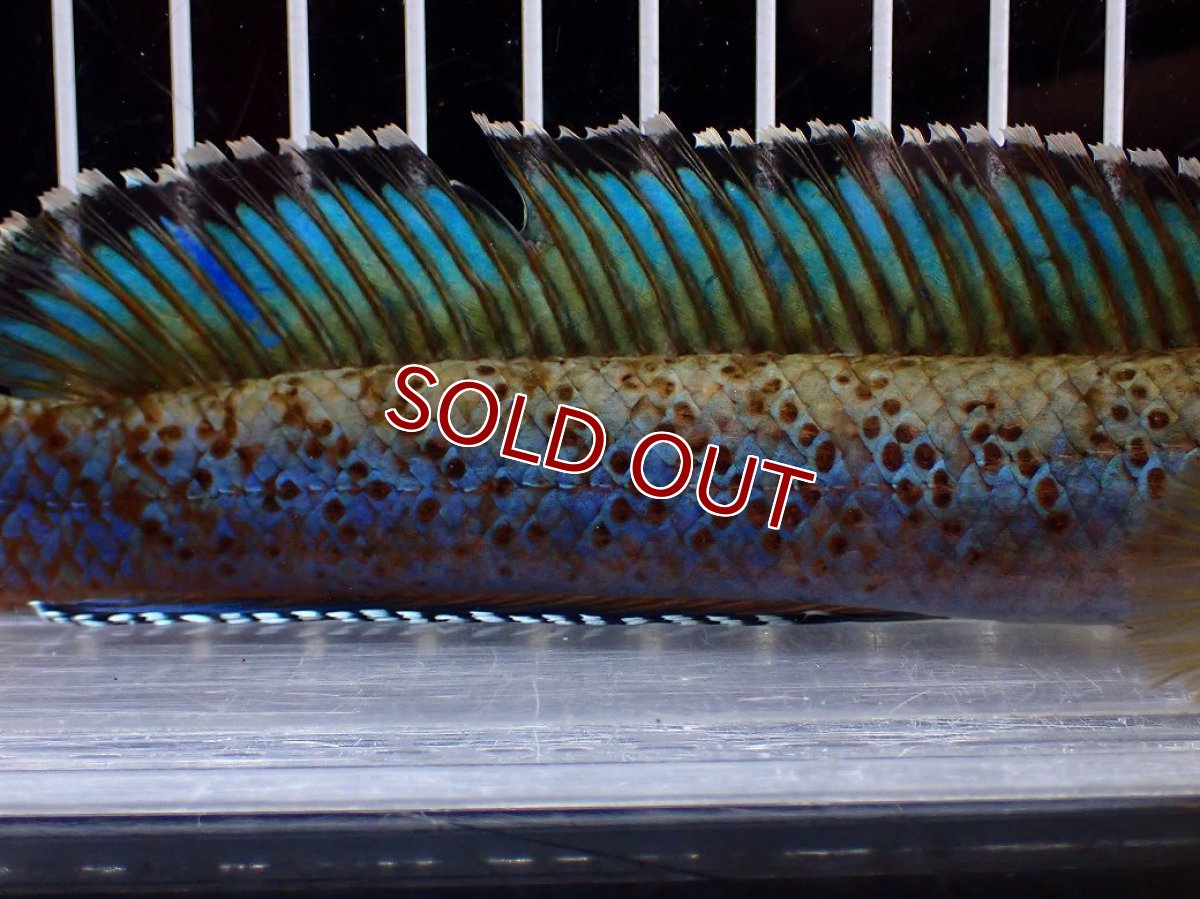 画像3: 【淡水魚】【通販】上物個体 極青 No1 チャンナ sp パルダリス【個体販売】(±20cm)(生体)(熱帯魚)NKO (3)