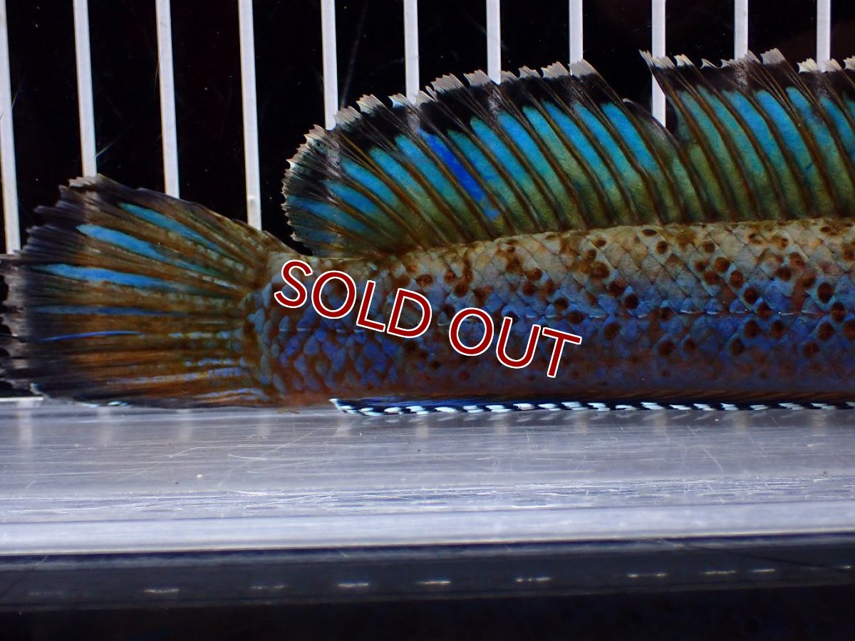 画像4: 【淡水魚】【通販】上物個体 極青 No1 チャンナ sp パルダリス【個体販売】(±20cm)(生体)(熱帯魚)NKO (4)