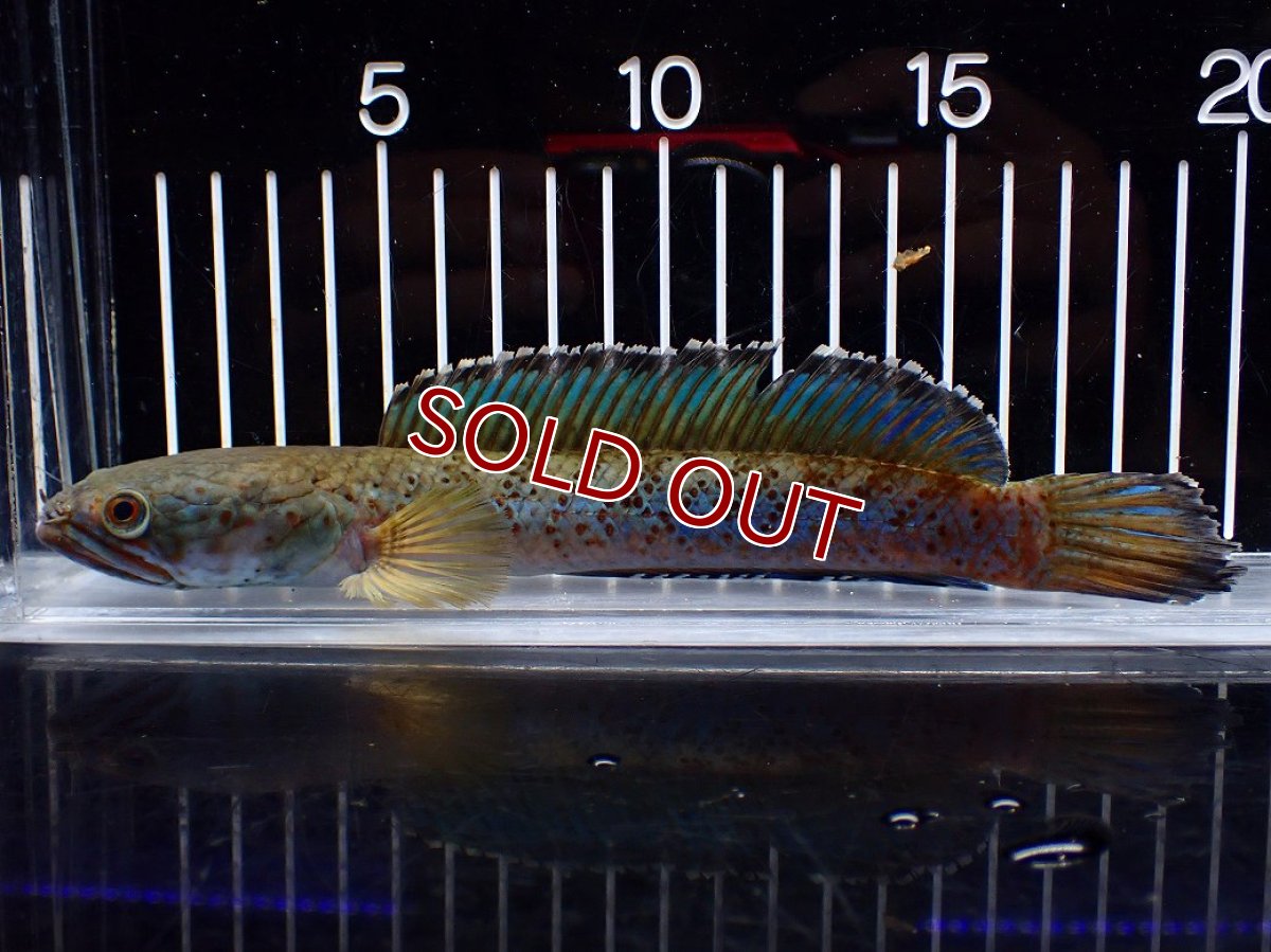 画像5: 【淡水魚】【通販】上物個体 極青 No1 チャンナ sp パルダリス【個体販売】(±20cm)(生体)(熱帯魚)NKO (5)