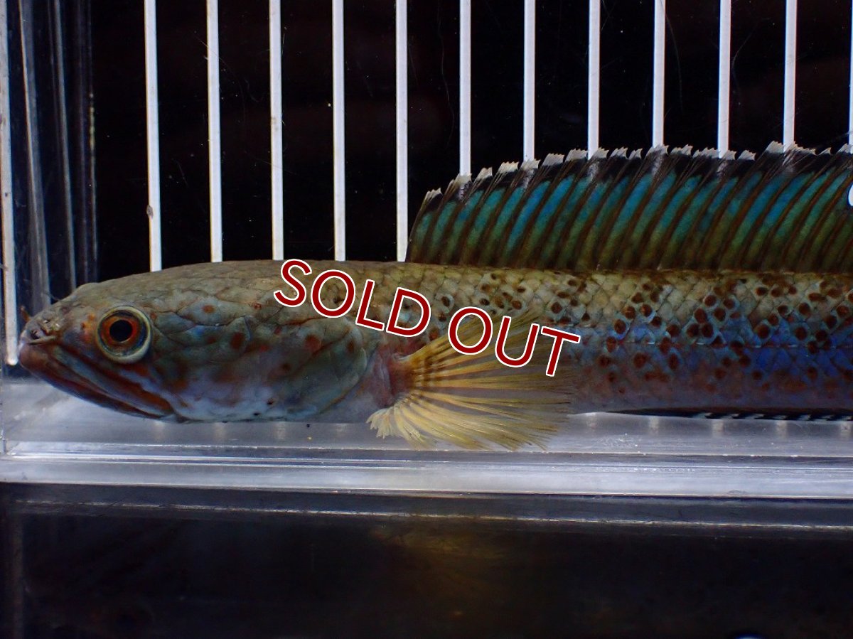 画像6: 【淡水魚】【通販】上物個体 極青 No1 チャンナ sp パルダリス【個体販売】(±20cm)(生体)(熱帯魚)NKO (6)