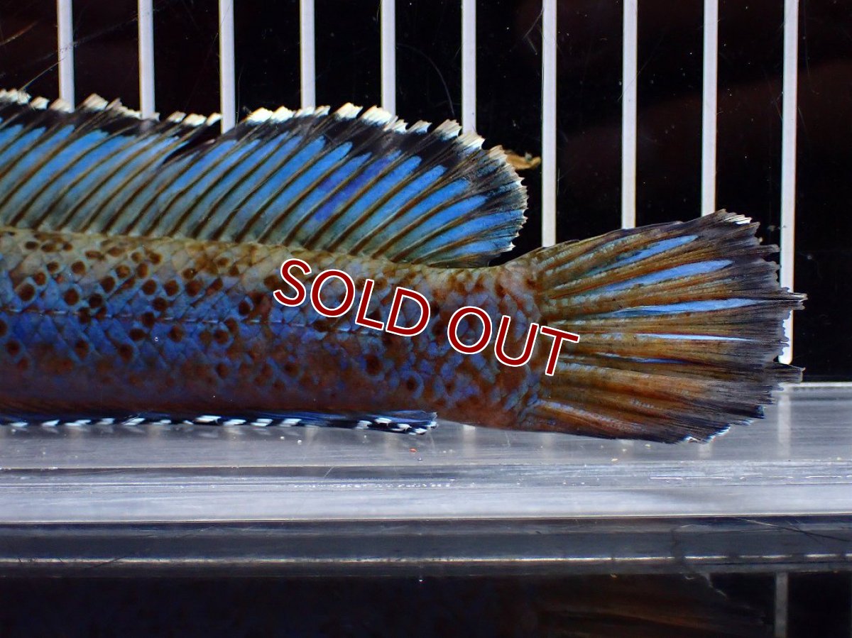 画像8: 【淡水魚】【通販】上物個体 極青 No1 チャンナ sp パルダリス【個体販売】(±20cm)(生体)(熱帯魚)NKO (8)