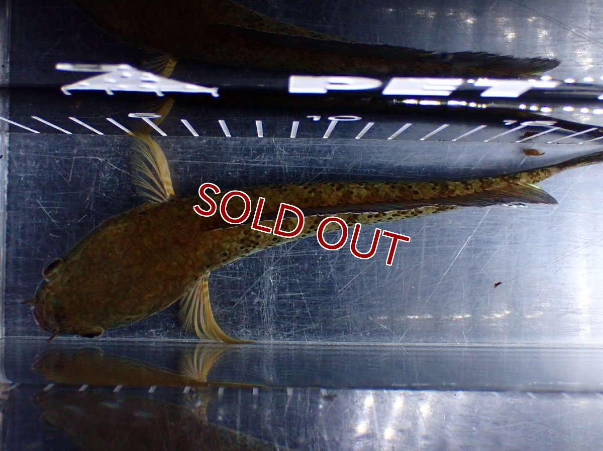 画像9: 【淡水魚】【通販】上物個体 極青 No1 チャンナ sp パルダリス【個体販売】(±20cm)(生体)(熱帯魚)NKO (9)