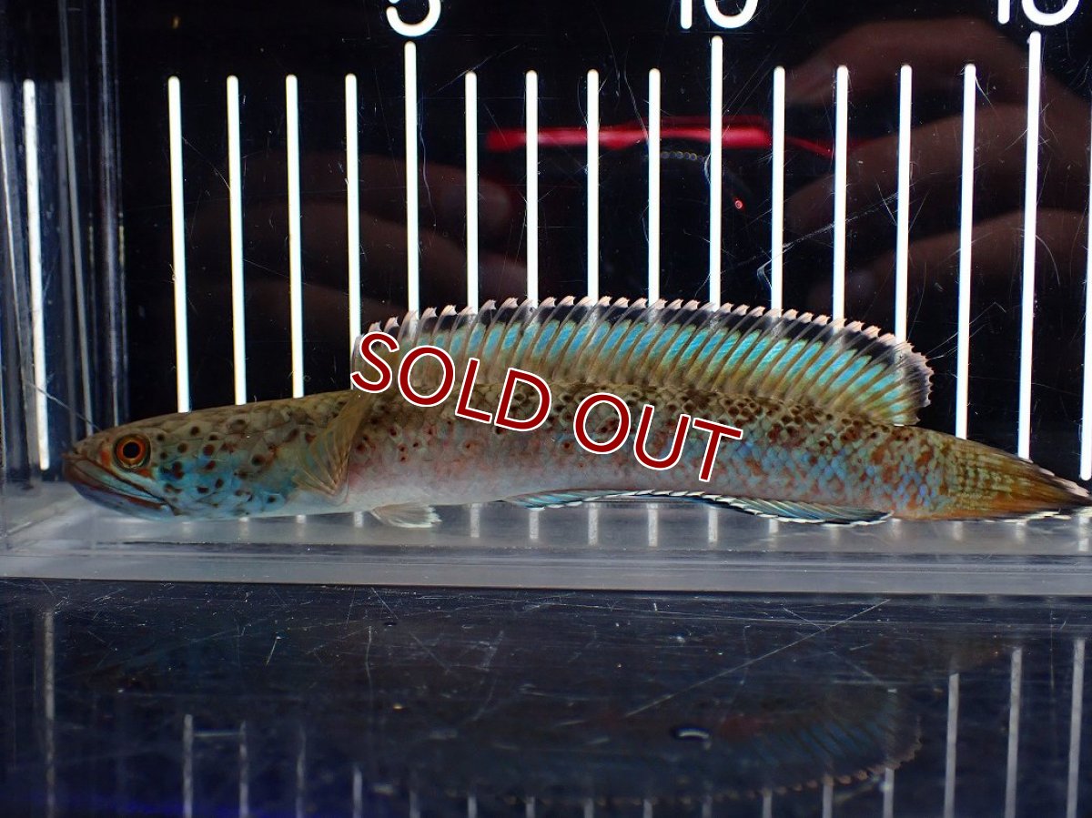 画像1: 【淡水魚】【通販】青み強め No2 チャンナ sp パルダリス【個体販売】(±15cm)(生体)(熱帯魚)NKO (1)