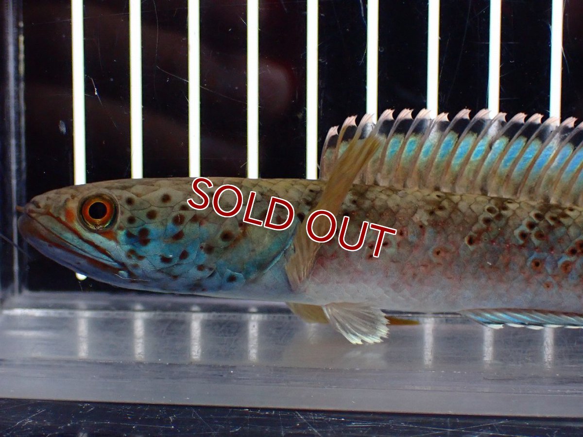 画像2: 【淡水魚】【通販】青み強め No2 チャンナ sp パルダリス【個体販売】(±15cm)(生体)(熱帯魚)NKO (2)