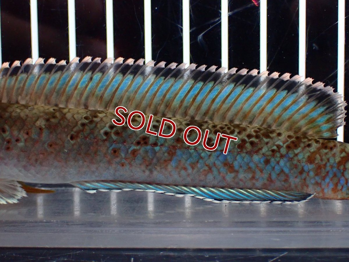 画像3: 【淡水魚】【通販】青み強め No2 チャンナ sp パルダリス【個体販売】(±15cm)(生体)(熱帯魚)NKO (3)