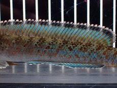 画像3: 【淡水魚】【通販】青み強め No2 チャンナ sp パルダリス【個体販売】(±15cm)(生体)(熱帯魚)NKO (3)