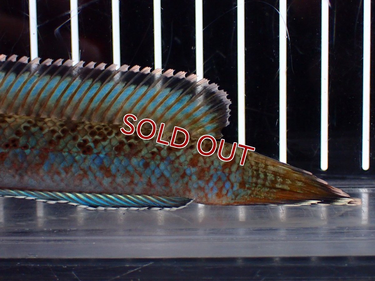 画像4: 【淡水魚】【通販】青み強め No2 チャンナ sp パルダリス【個体販売】(±15cm)(生体)(熱帯魚)NKO (4)
