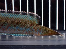 画像4: 【淡水魚】【通販】青み強め No2 チャンナ sp パルダリス【個体販売】(±15cm)(生体)(熱帯魚)NKO (4)