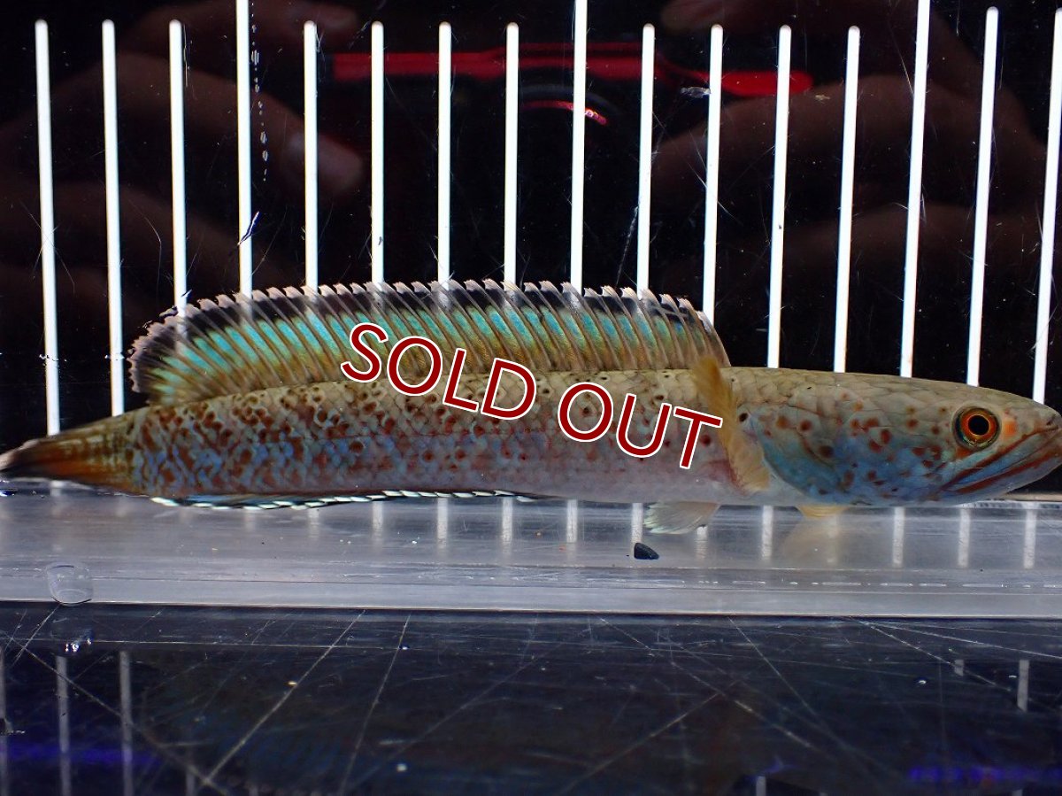 画像5: 【淡水魚】【通販】青み強め No2 チャンナ sp パルダリス【個体販売】(±15cm)(生体)(熱帯魚)NKO (5)