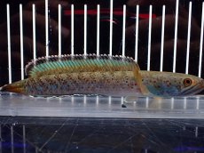 画像5: 【淡水魚】【通販】青み強め No2 チャンナ sp パルダリス【個体販売】(±15cm)(生体)(熱帯魚)NKO (5)