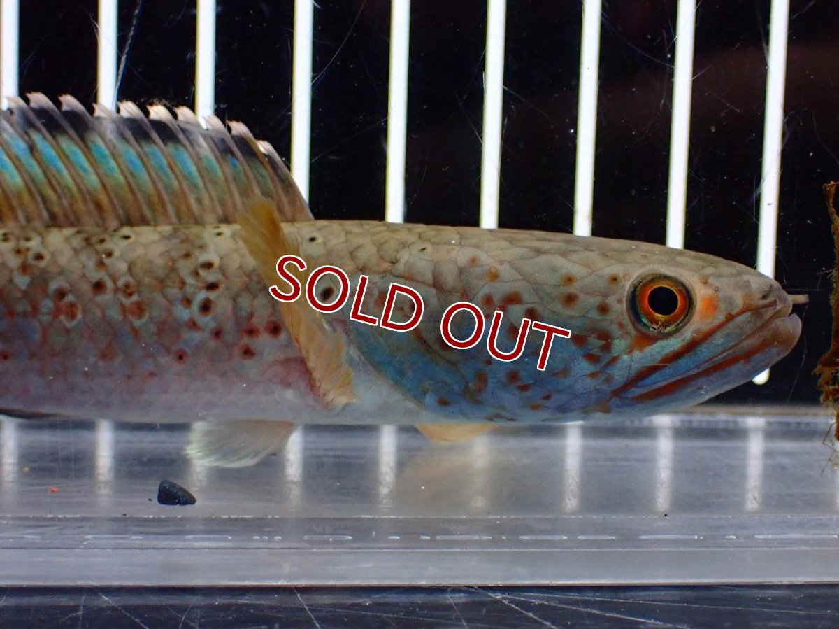 画像6: 【淡水魚】【通販】青み強め No2 チャンナ sp パルダリス【個体販売】(±15cm)(生体)(熱帯魚)NKO (6)