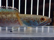 画像6: 【淡水魚】【通販】青み強め No2 チャンナ sp パルダリス【個体販売】(±15cm)(生体)(熱帯魚)NKO (6)