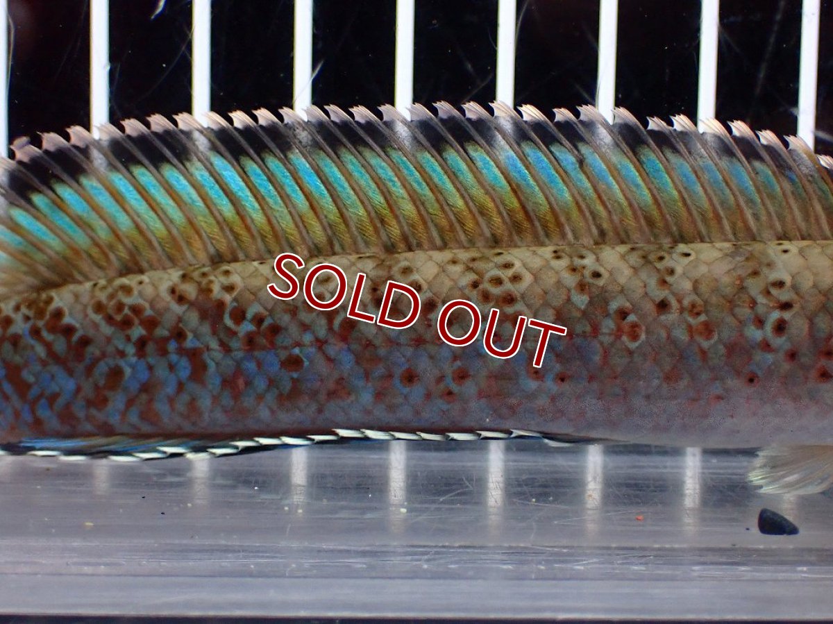 画像7: 【淡水魚】【通販】青み強め No2 チャンナ sp パルダリス【個体販売】(±15cm)(生体)(熱帯魚)NKO (7)