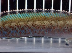 画像7: 【淡水魚】【通販】青み強め No2 チャンナ sp パルダリス【個体販売】(±15cm)(生体)(熱帯魚)NKO (7)
