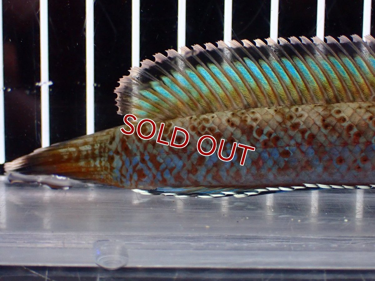 画像8: 【淡水魚】【通販】青み強め No2 チャンナ sp パルダリス【個体販売】(±15cm)(生体)(熱帯魚)NKO (8)