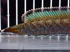 画像8: 【淡水魚】【通販】青み強め No2 チャンナ sp パルダリス【個体販売】(±15cm)(生体)(熱帯魚)NKO (8)