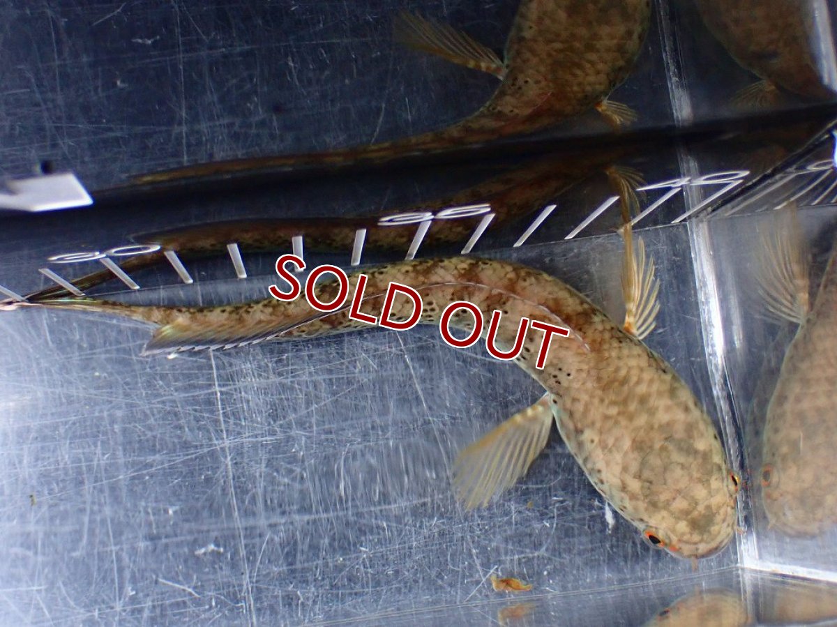 画像9: 【淡水魚】【通販】青み強め No2 チャンナ sp パルダリス【個体販売】(±15cm)(生体)(熱帯魚)NKO (9)