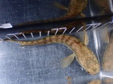 画像9: 【淡水魚】【通販】青み強め No2 チャンナ sp パルダリス【個体販売】(±15cm)(生体)(熱帯魚)NKO (9)