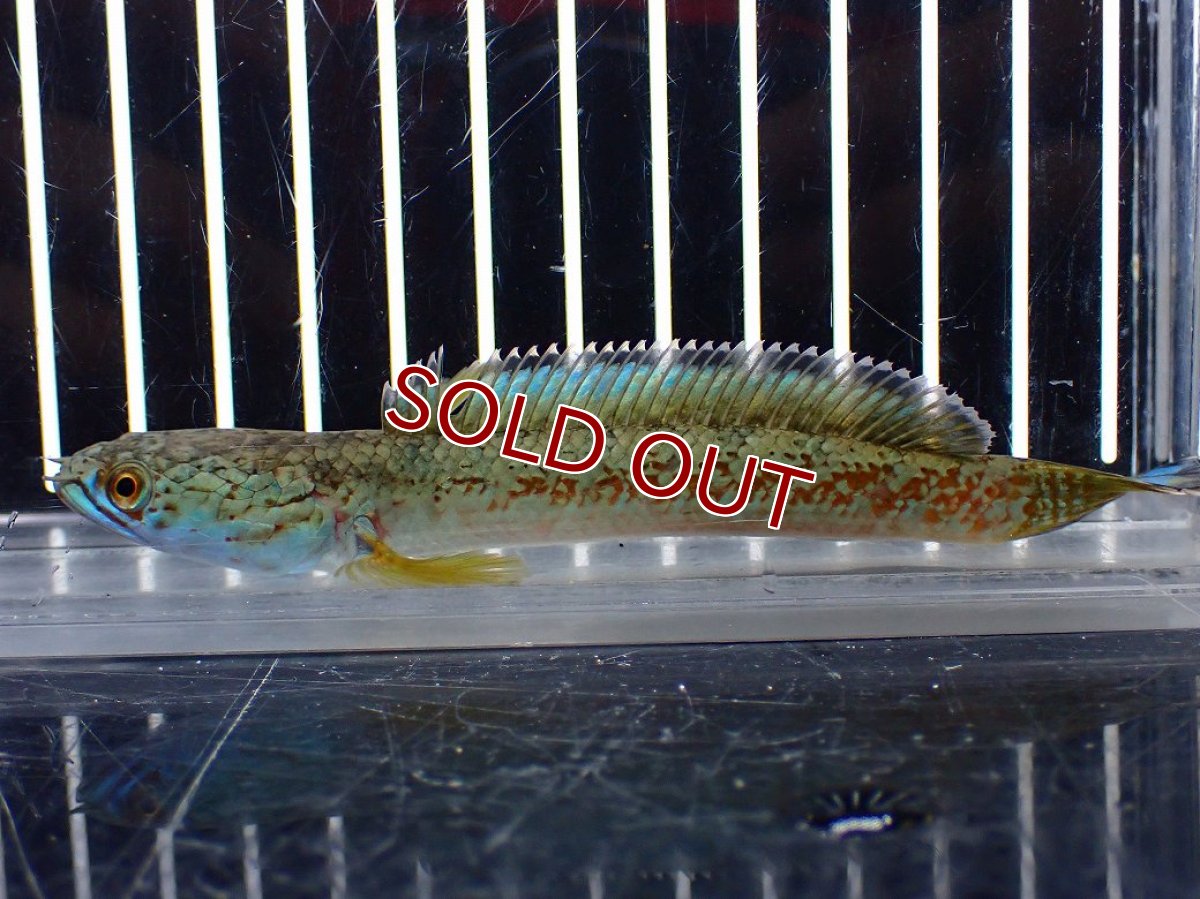 画像1: 【淡水魚】【通販】上物個体 極青 No1 チャンナ sp ゴールドダスト【個体販売】(±10cm)(生体)(熱帯魚)NKO (1)