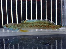 画像1: 【淡水魚】【通販】上物個体 極青 No1 チャンナ sp ゴールドダスト【個体販売】(±10cm)(生体)(熱帯魚)NKO (1)