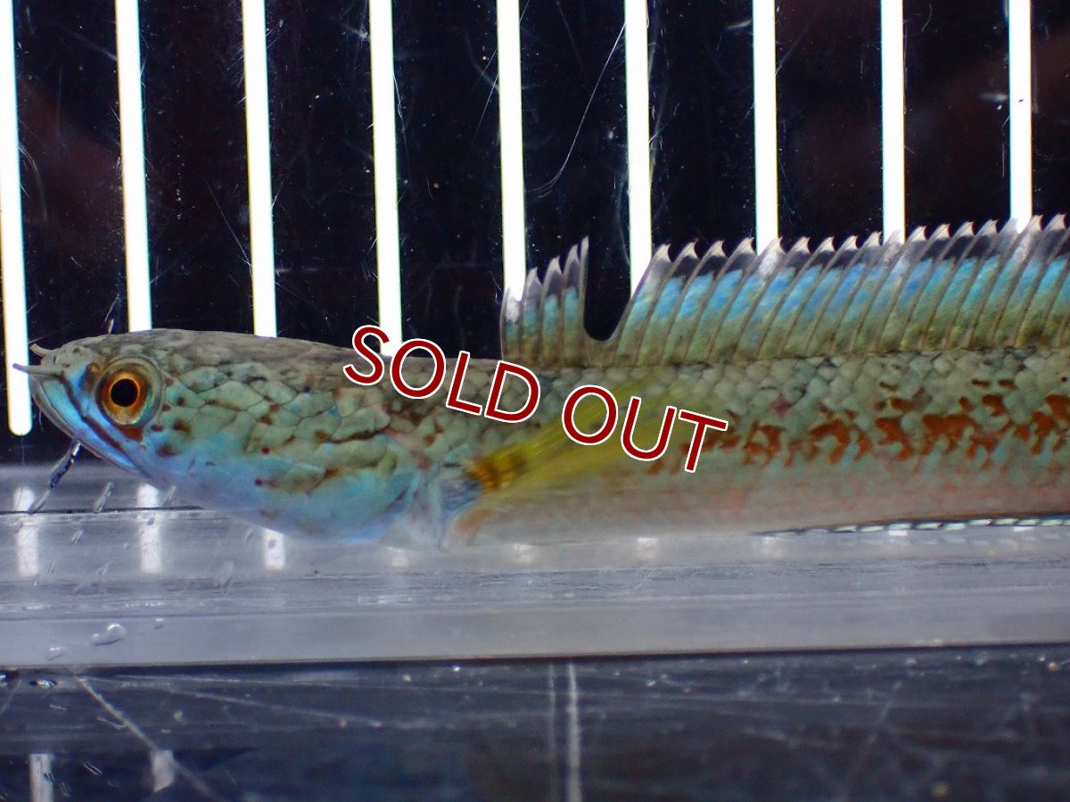 画像2: 【淡水魚】【通販】上物個体 極青 No1 チャンナ sp ゴールドダスト【個体販売】(±10cm)(生体)(熱帯魚)NKO (2)