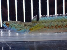 画像2: 【淡水魚】【通販】上物個体 極青 No1 チャンナ sp ゴールドダスト【個体販売】(±10cm)(生体)(熱帯魚)NKO (2)