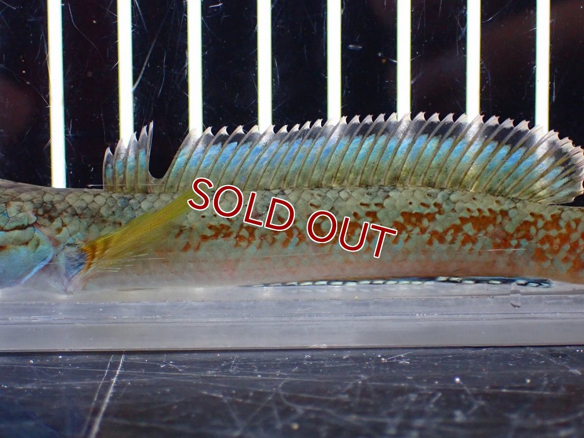 画像3: 【淡水魚】【通販】上物個体 極青 No1 チャンナ sp ゴールドダスト【個体販売】(±10cm)(生体)(熱帯魚)NKO (3)