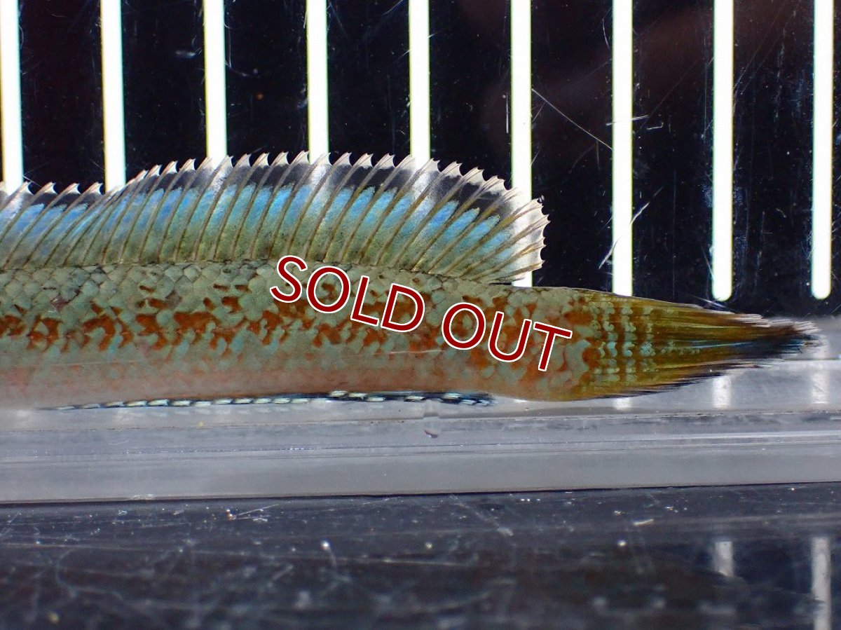 画像4: 【淡水魚】【通販】上物個体 極青 No1 チャンナ sp ゴールドダスト【個体販売】(±10cm)(生体)(熱帯魚)NKO (4)