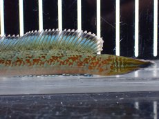 画像4: 【淡水魚】【通販】上物個体 極青 No1 チャンナ sp ゴールドダスト【個体販売】(±10cm)(生体)(熱帯魚)NKO (4)