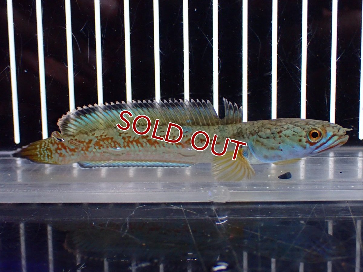 画像5: 【淡水魚】【通販】上物個体 極青 No1 チャンナ sp ゴールドダスト【個体販売】(±10cm)(生体)(熱帯魚)NKO (5)