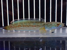 画像5: 【淡水魚】【通販】上物個体 極青 No1 チャンナ sp ゴールドダスト【個体販売】(±10cm)(生体)(熱帯魚)NKO (5)