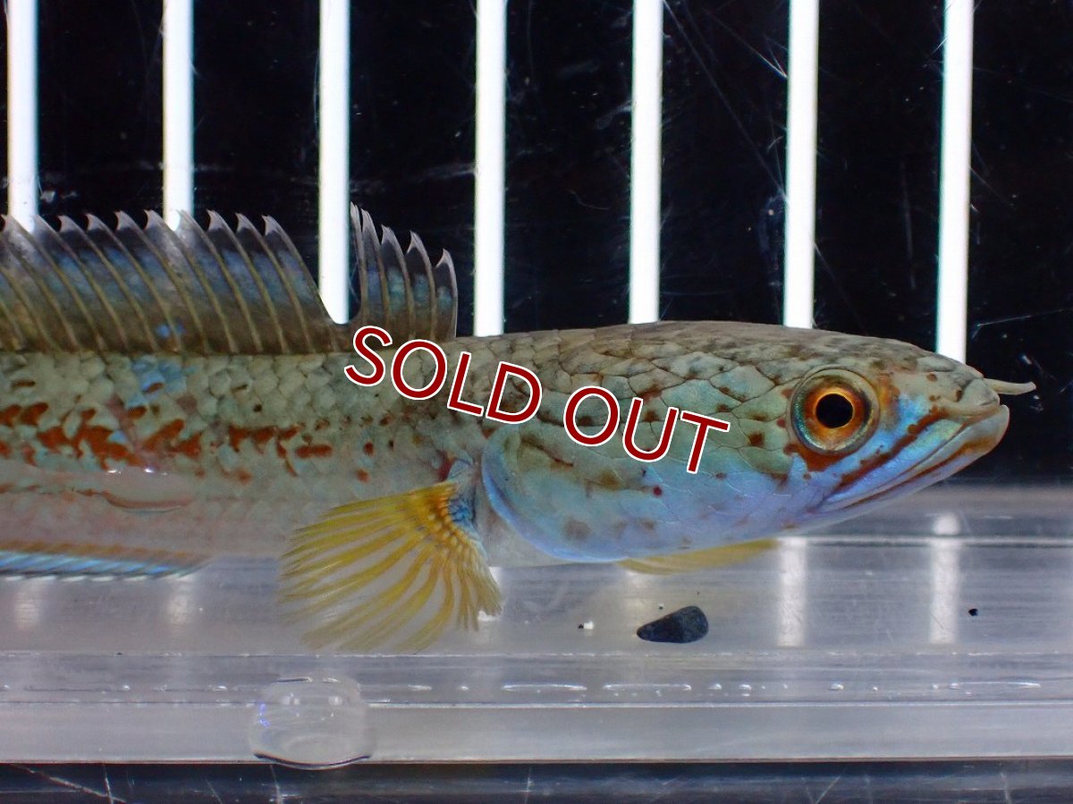 画像6: 【淡水魚】【通販】上物個体 極青 No1 チャンナ sp ゴールドダスト【個体販売】(±10cm)(生体)(熱帯魚)NKO (6)