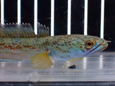 画像6: 【淡水魚】【通販】上物個体 極青 No1 チャンナ sp ゴールドダスト【個体販売】(±10cm)(生体)(熱帯魚)NKO (6)