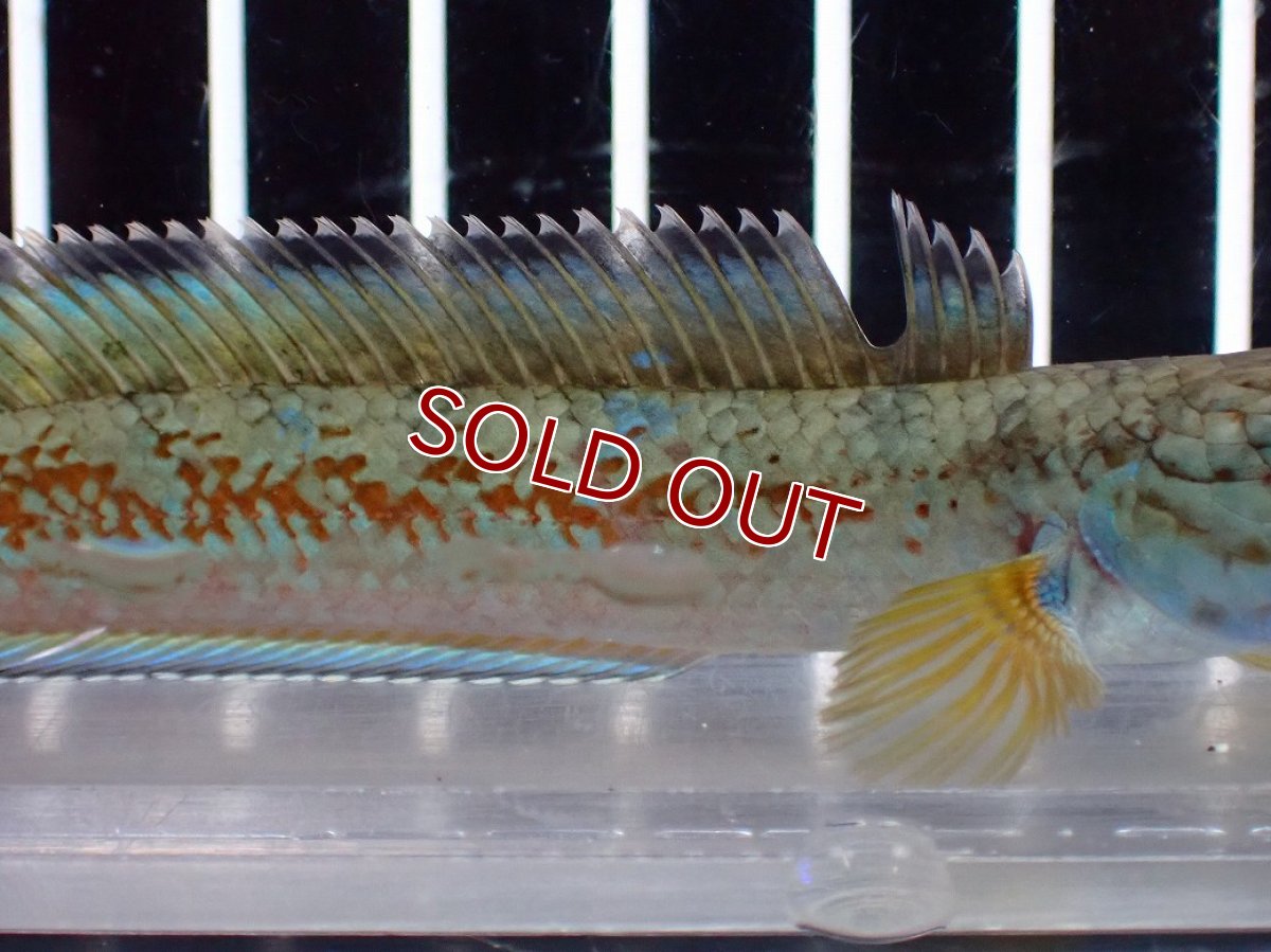 画像7: 【淡水魚】【通販】上物個体 極青 No1 チャンナ sp ゴールドダスト【個体販売】(±10cm)(生体)(熱帯魚)NKO (7)