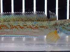 画像7: 【淡水魚】【通販】上物個体 極青 No1 チャンナ sp ゴールドダスト【個体販売】(±10cm)(生体)(熱帯魚)NKO (7)