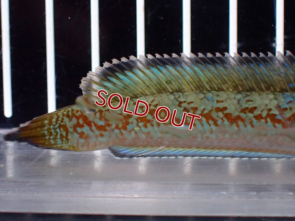 画像8: 【淡水魚】【通販】上物個体 極青 No1 チャンナ sp ゴールドダスト【個体販売】(±10cm)(生体)(熱帯魚)NKO (8)