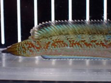 画像8: 【淡水魚】【通販】上物個体 極青 No1 チャンナ sp ゴールドダスト【個体販売】(±10cm)(生体)(熱帯魚)NKO (8)