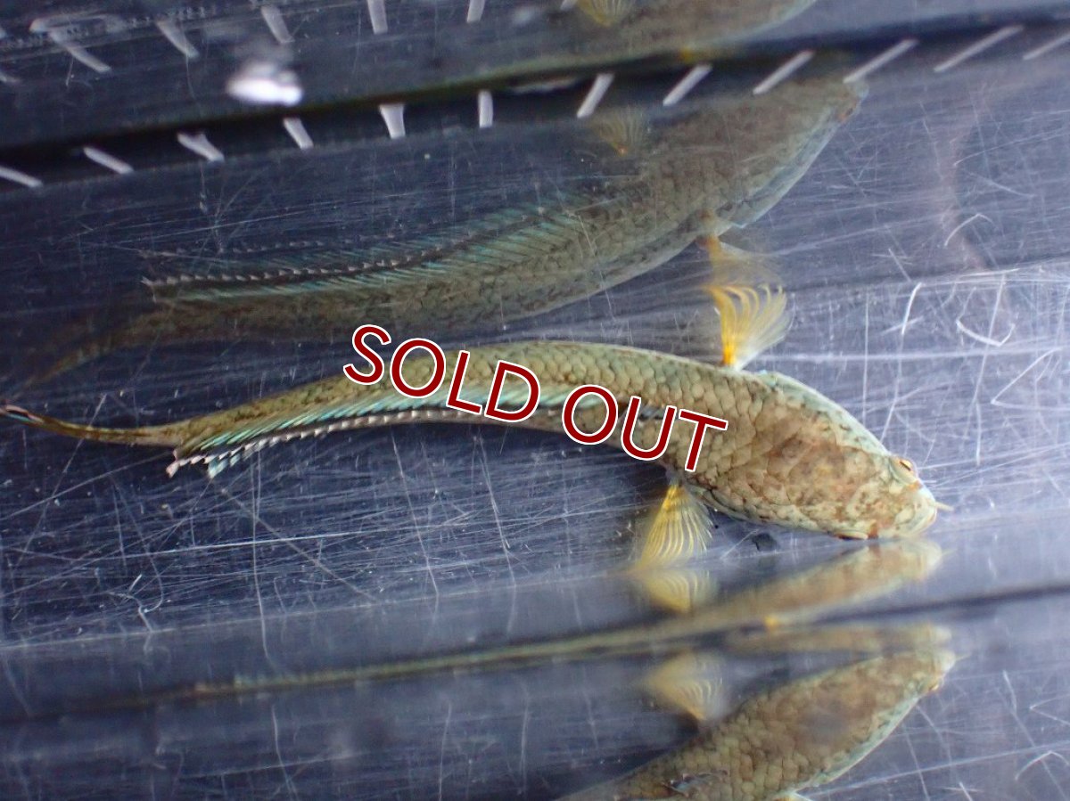 画像9: 【淡水魚】【通販】上物個体 極青 No1 チャンナ sp ゴールドダスト【個体販売】(±10cm)(生体)(熱帯魚)NKO (9)