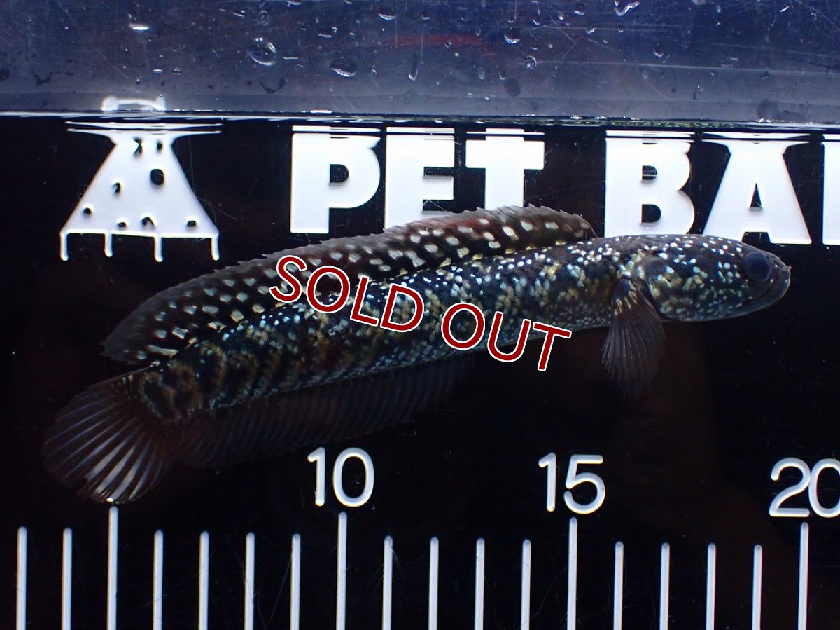 画像1: 【淡水魚】【通販】激レアNo1 吉丁雷龍(Jewel)【個体販売】(±14cm)(大型魚・スネークヘッド)(生体)(熱帯魚)NKO (1)