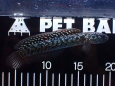 画像1: 【淡水魚】【通販】激レアNo1 吉丁雷龍(Jewel)【個体販売】(±14cm)(大型魚・スネークヘッド)(生体)(熱帯魚)NKO (1)