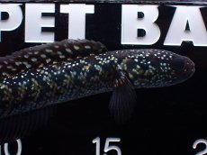 画像2: 【淡水魚】【通販】激レアNo1 吉丁雷龍(Jewel)【個体販売】(±14cm)(大型魚・スネークヘッド)(生体)(熱帯魚)NKO (2)