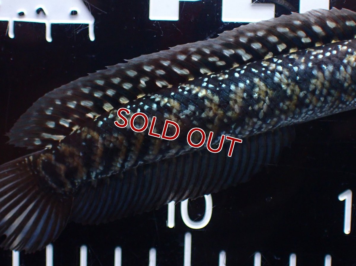 画像3: 【淡水魚】【通販】激レアNo1 吉丁雷龍(Jewel)【個体販売】(±14cm)(大型魚・スネークヘッド)(生体)(熱帯魚)NKO (3)